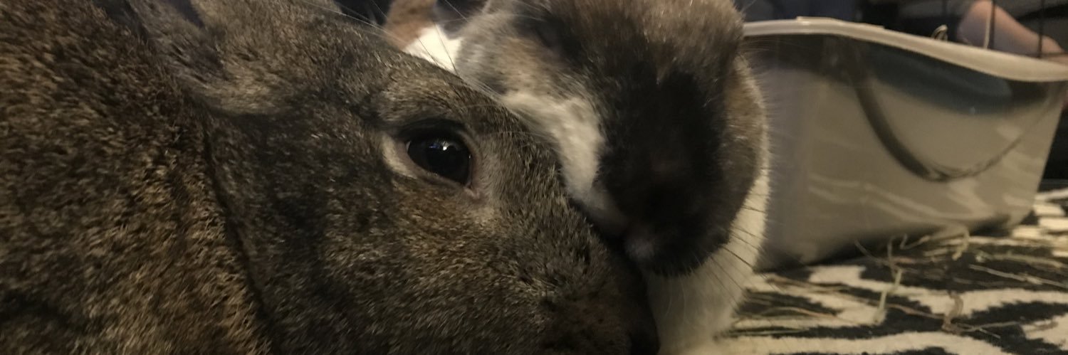 HunterTangerine's profile banner image