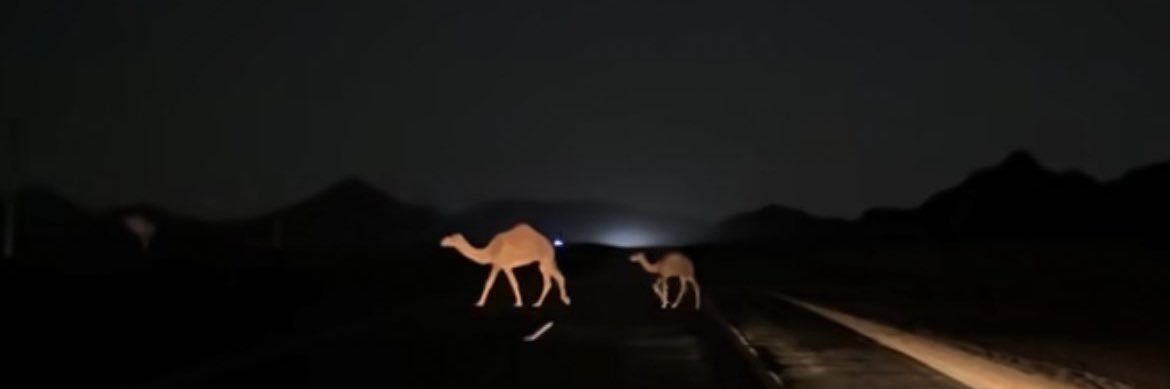 شذى العنزي banner