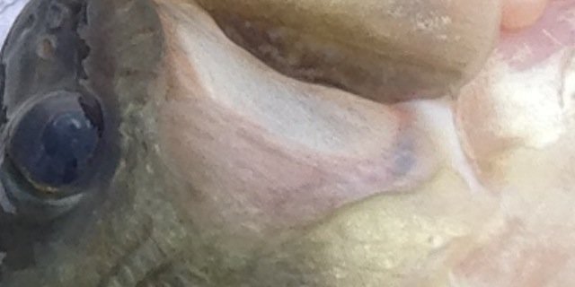 Brian the Carpenter banner