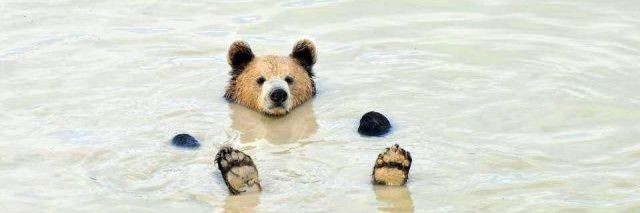 gummybearcub's profile banner image