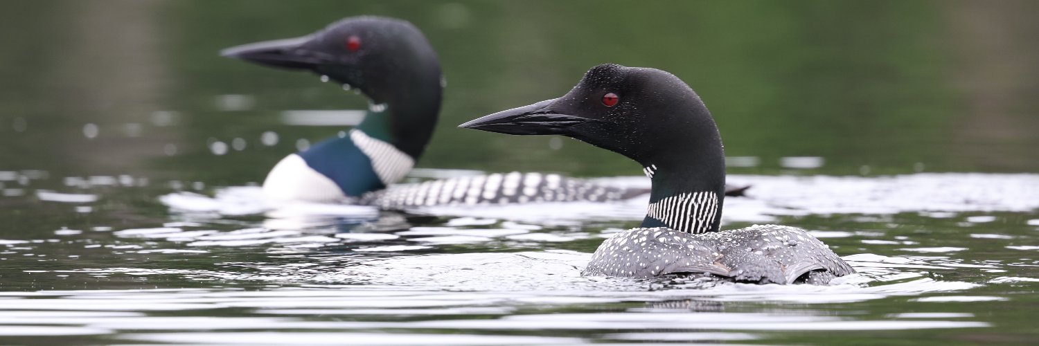 loons9997's profile banner image
