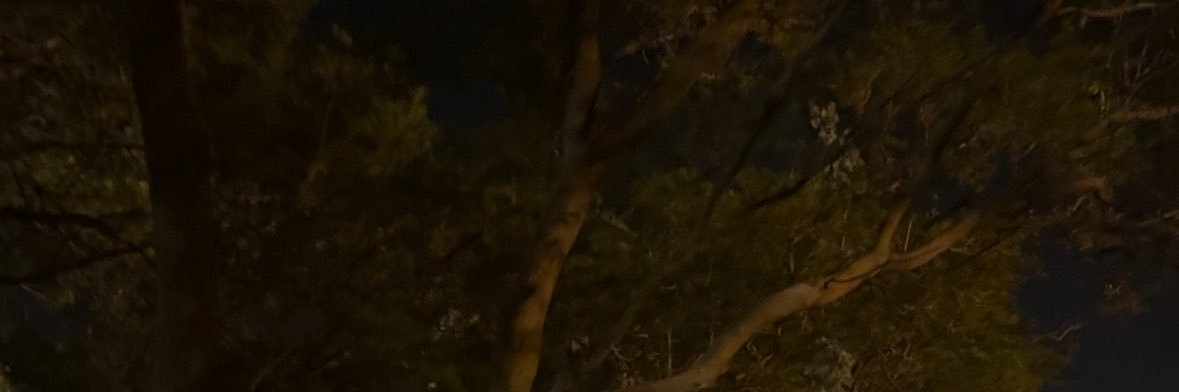 🪿 banner