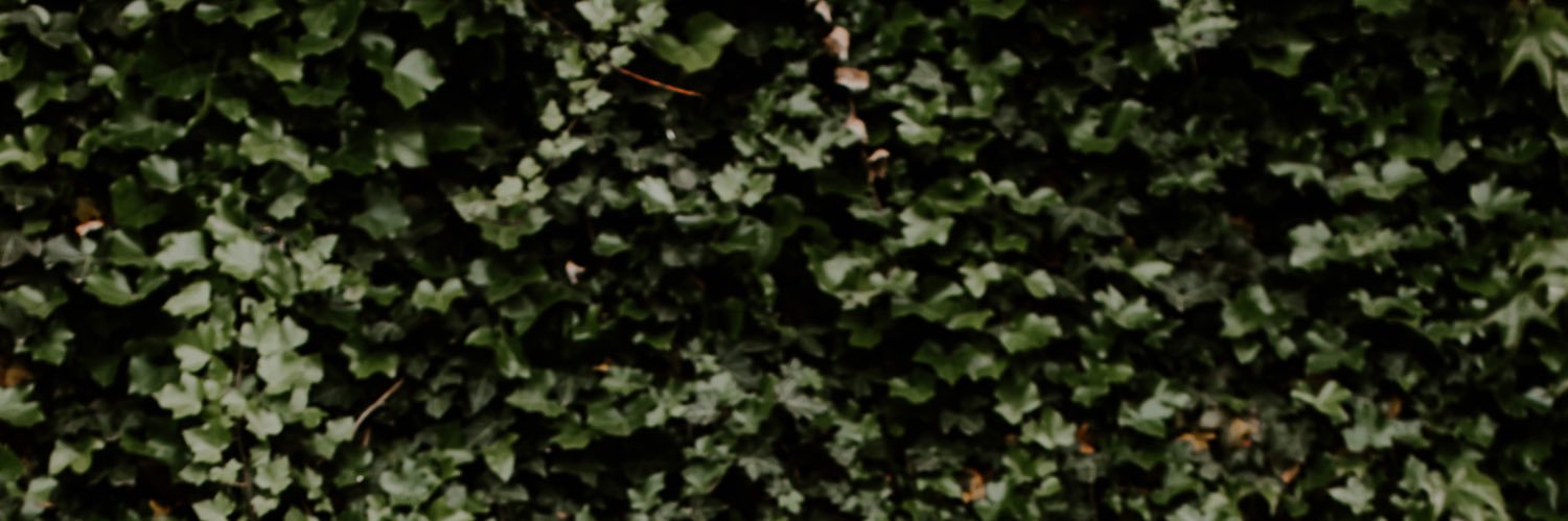 Carly Stec banner