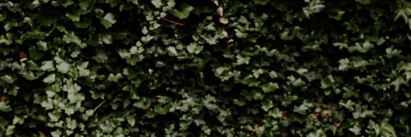 CarlyStec Profile Banner