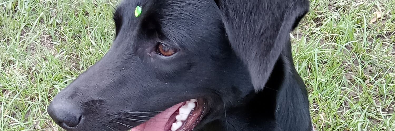 Mari_asífuéquéfué banner