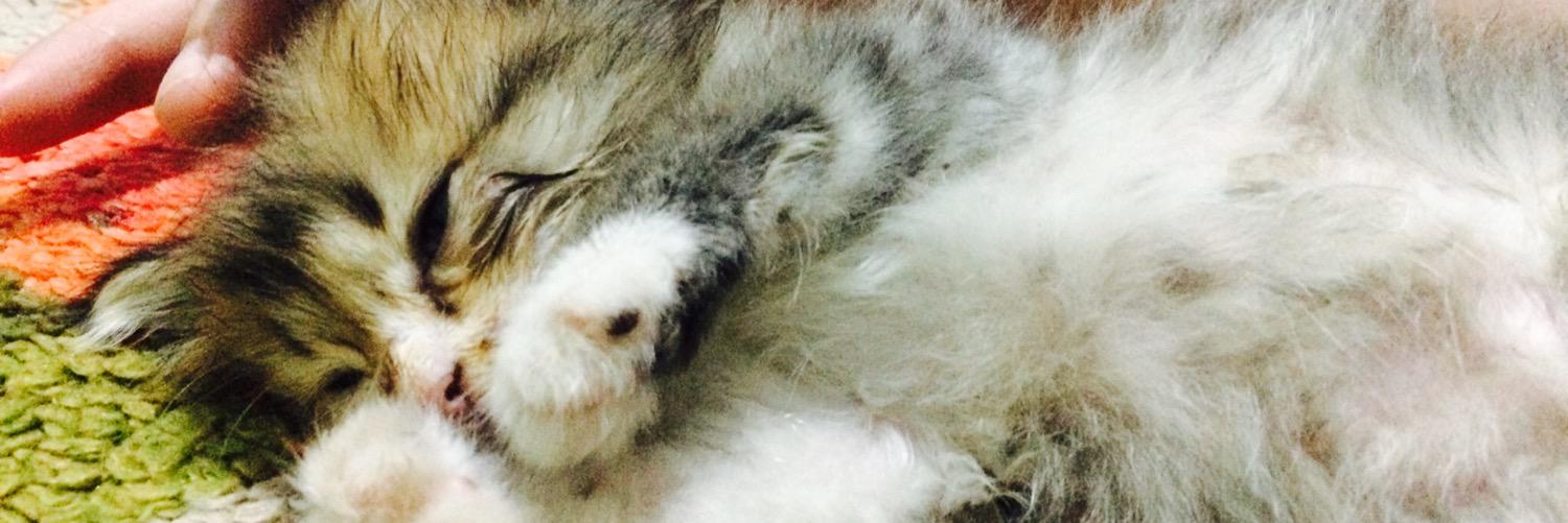 khalitanggie's profile banner image