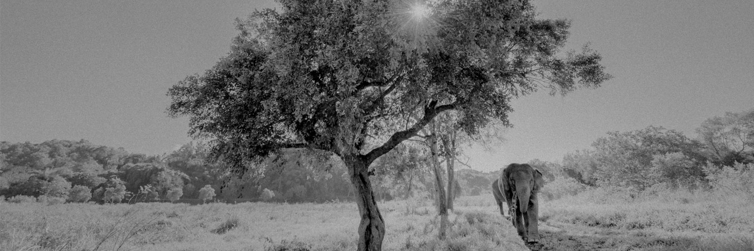 Benjamin Edwards banner