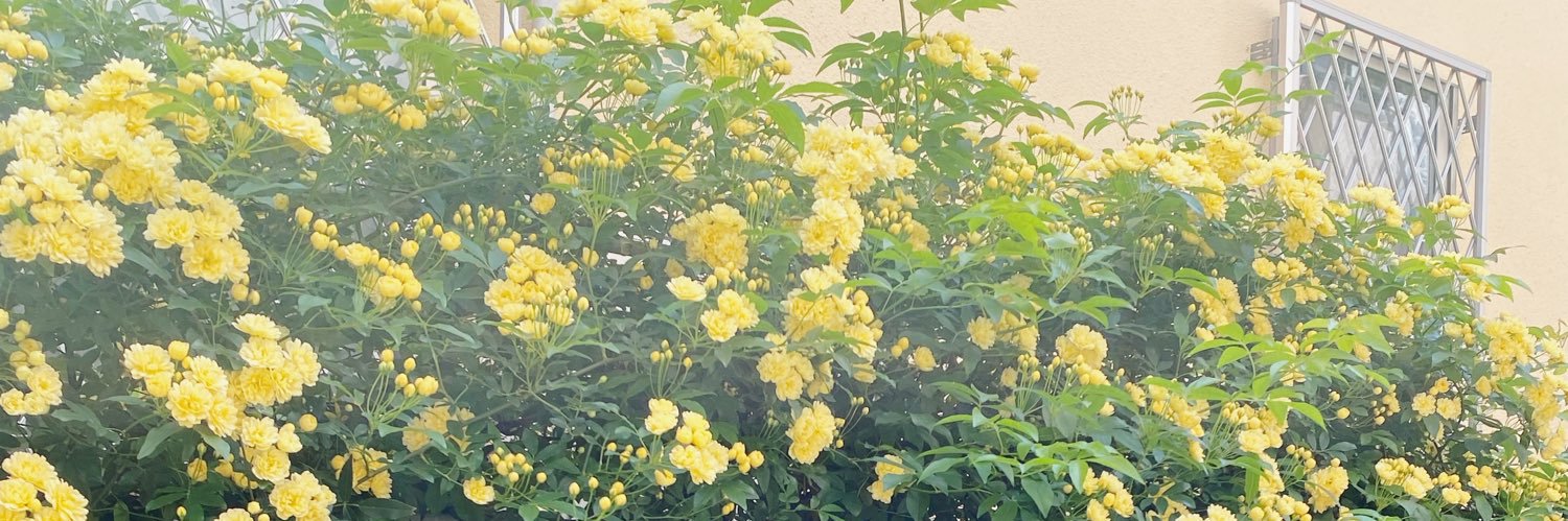 mayumi_LC's profile banner image