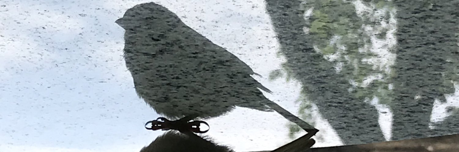 NTanbor's profile banner image
