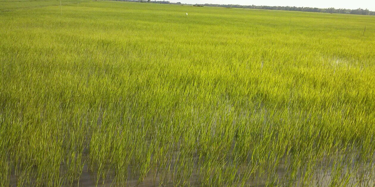 CjChanratana's profile banner image