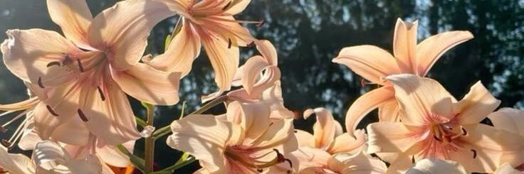 mare💭 banner