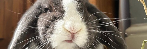 chrisbunnyguy Profile Banner