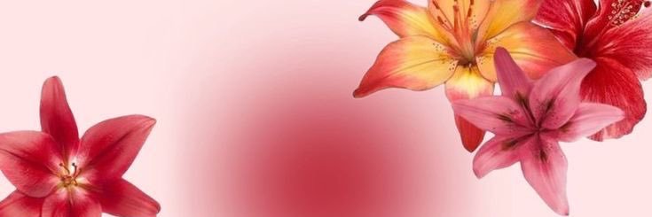 LaylaD230652's profile banner image