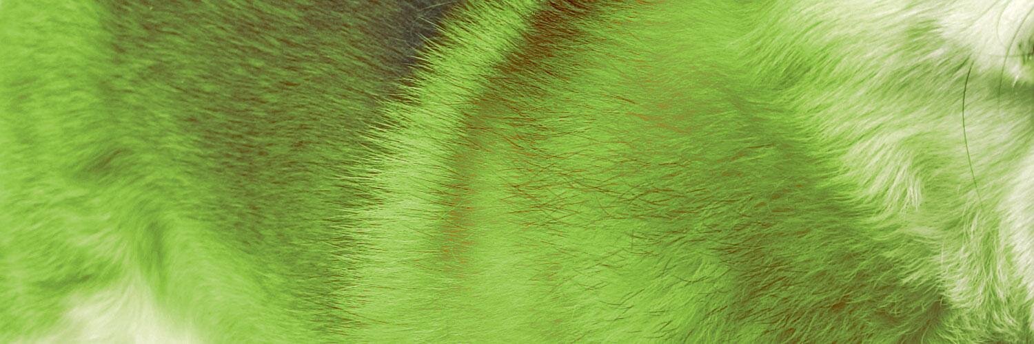 elperroverde's profile banner image
