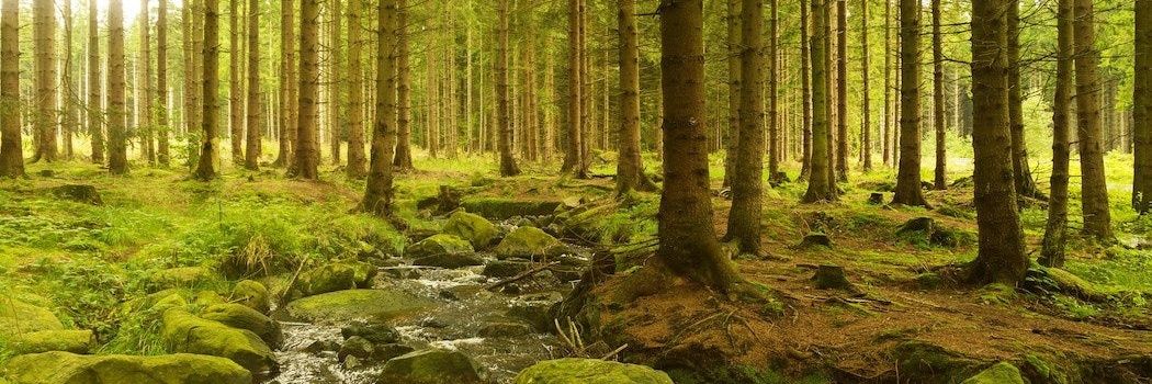 Nutty Squirrel banner