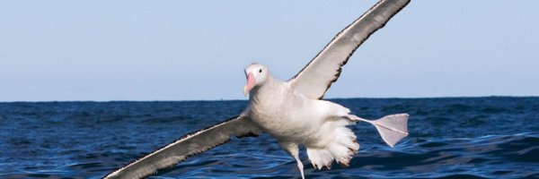 AlbatrossBanter Profile Banner