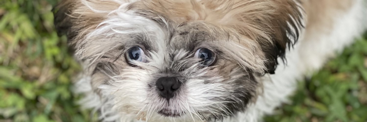 jensenlisa's profile banner image