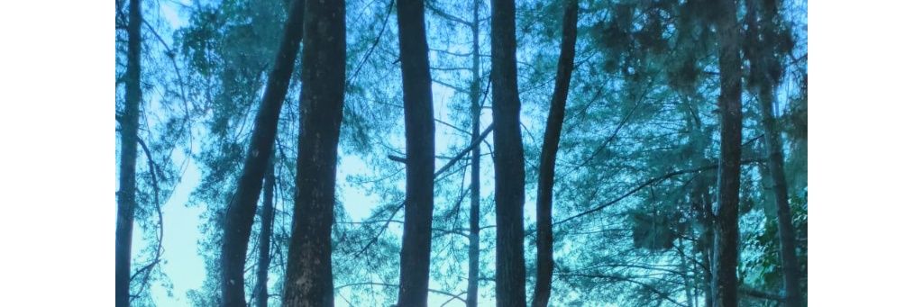 Coffee_Robusta5 banner