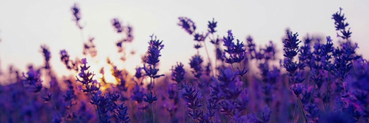 moonrabbit9048's profile banner image