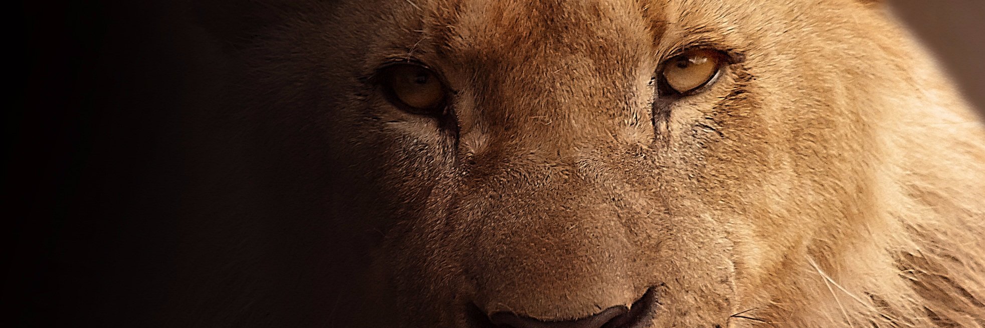 Peter_Sen_32's profile banner image