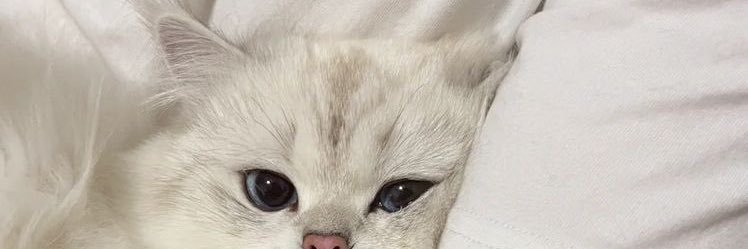 dannyarysmu's profile banner image