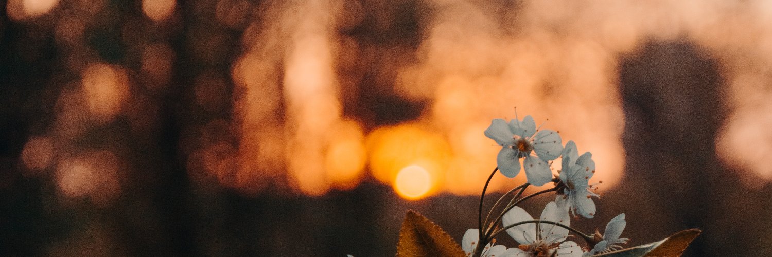 Karollyne's profile banner image