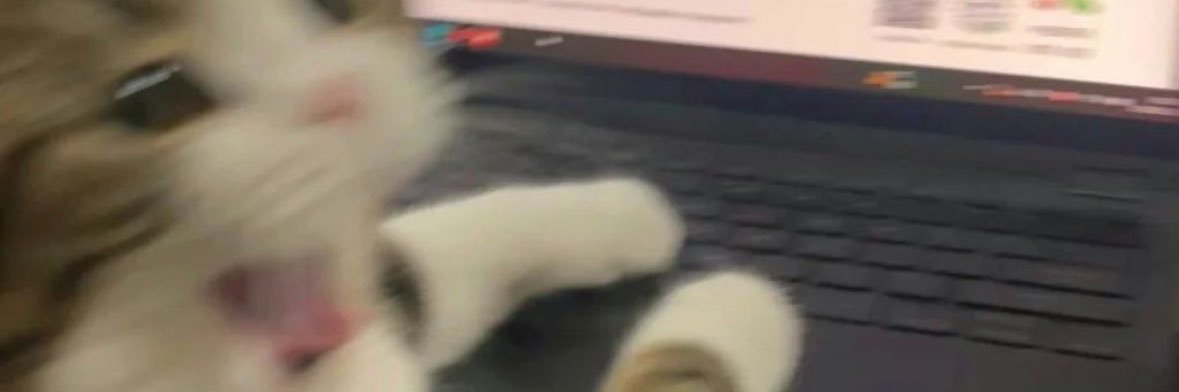 Beli 🐻🎀 banner