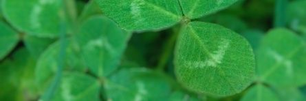 HØNØЯ 🍀 banner