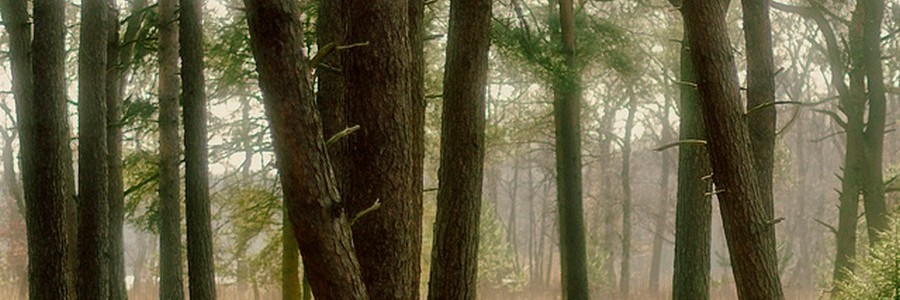 TheNetPlay's profile banner image