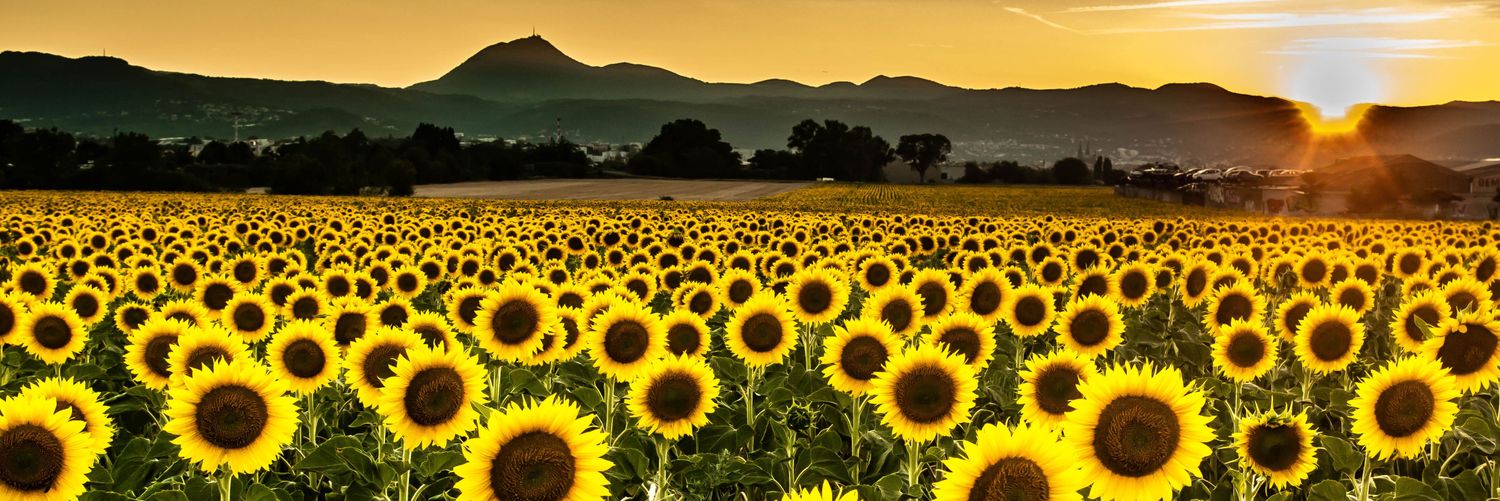 Sweet_Smile62's profile banner image