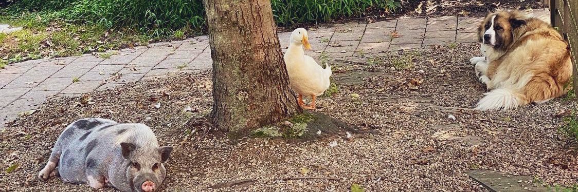 erica scheier banner