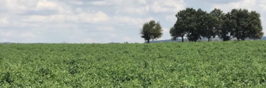 dalsaldi's profile banner image