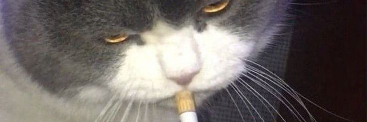 mel banner