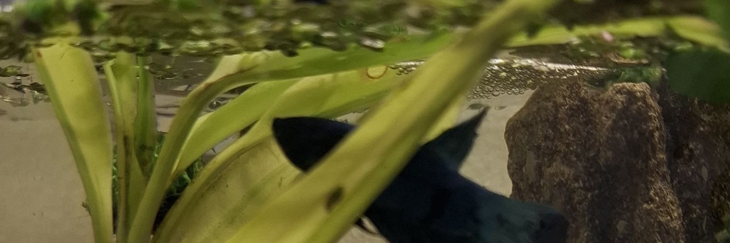 biyoo banner