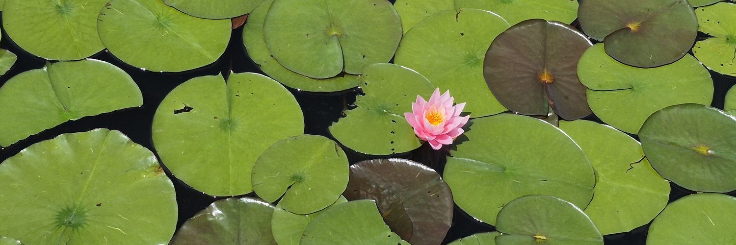 ParkerBug🔮Mike will reincarnate into lotus flower banner