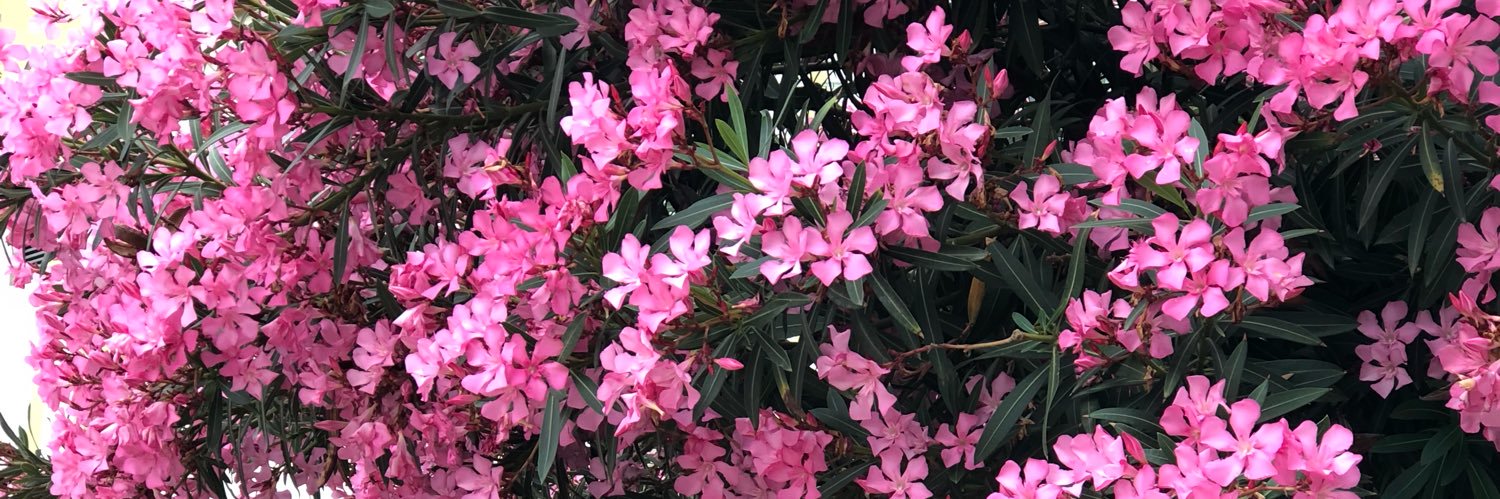 copuremine33's profile banner image