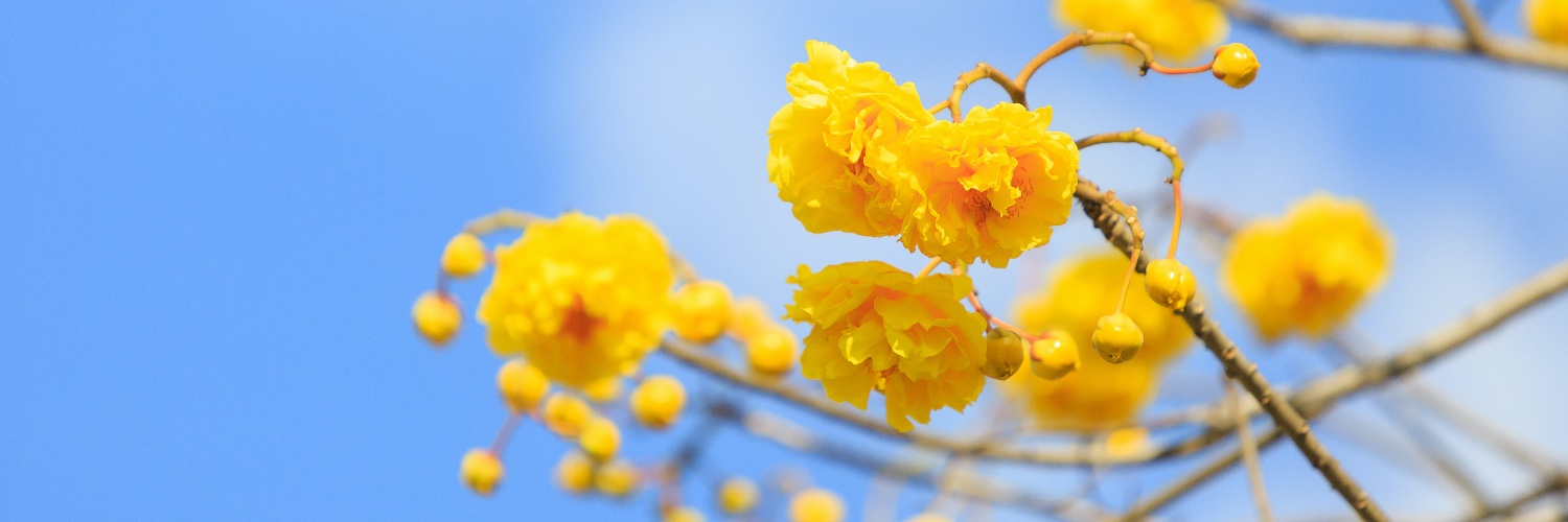 LidlSLO's profile banner image