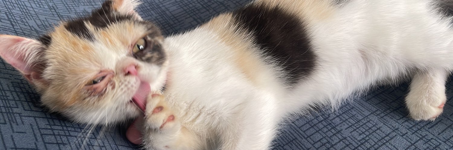 𓃠 ᥒᥱkoρrιᥴorᥒ banner