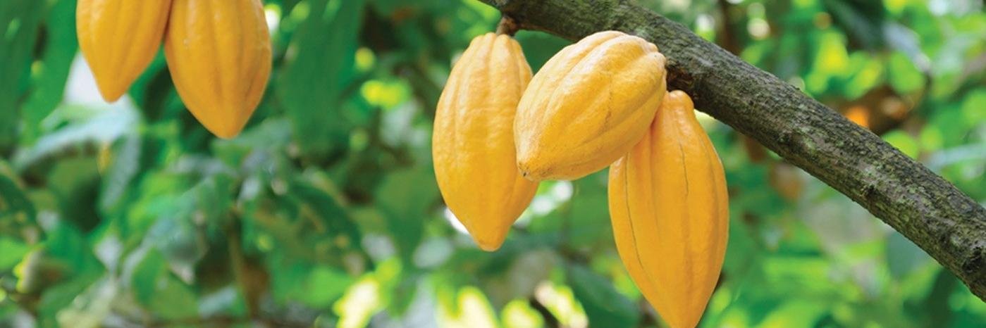 KivaHealthFood's profile banner image
