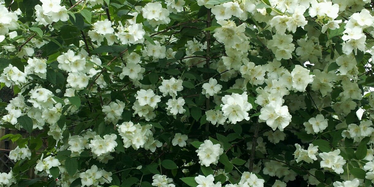 † 🇵🇱 Teresa Hrynkiewicz banner