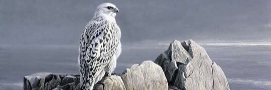 falconrypk's profile banner image
