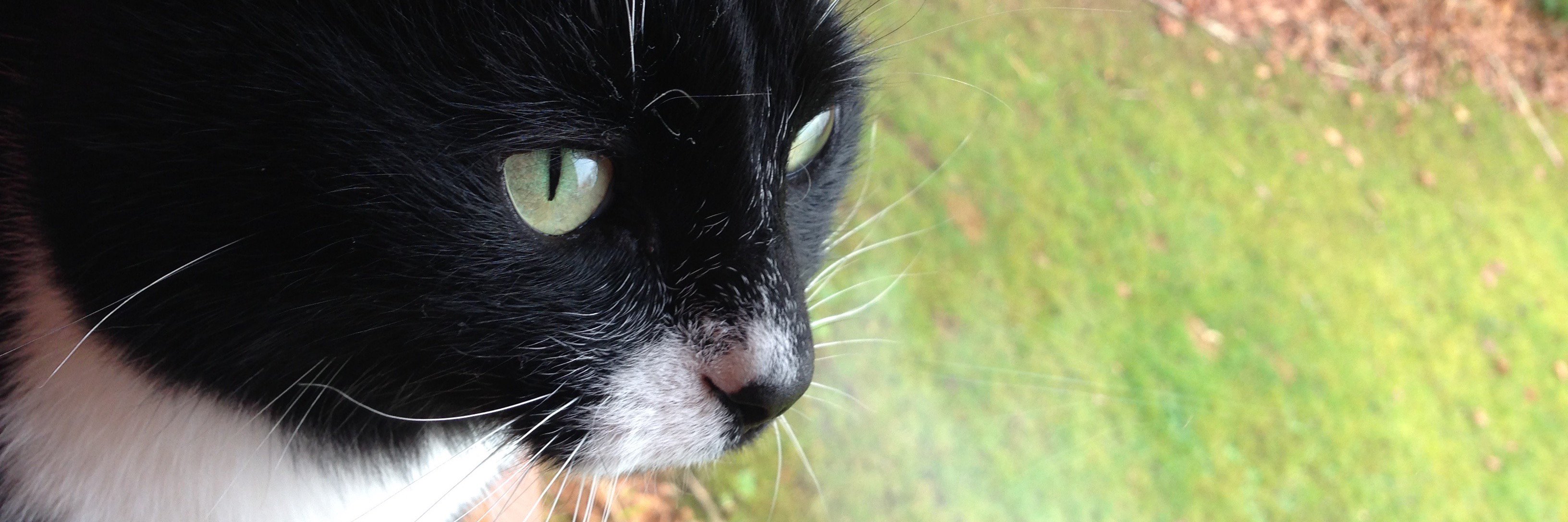 sheldonthecat's profile banner image