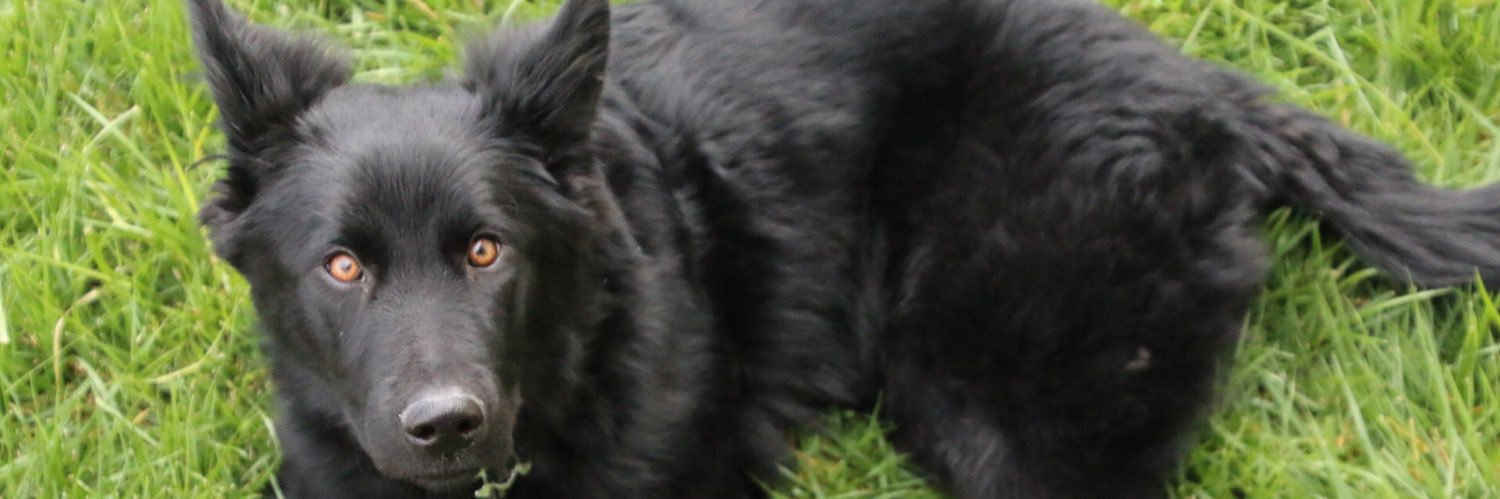 UndeadIdiot's profile banner image