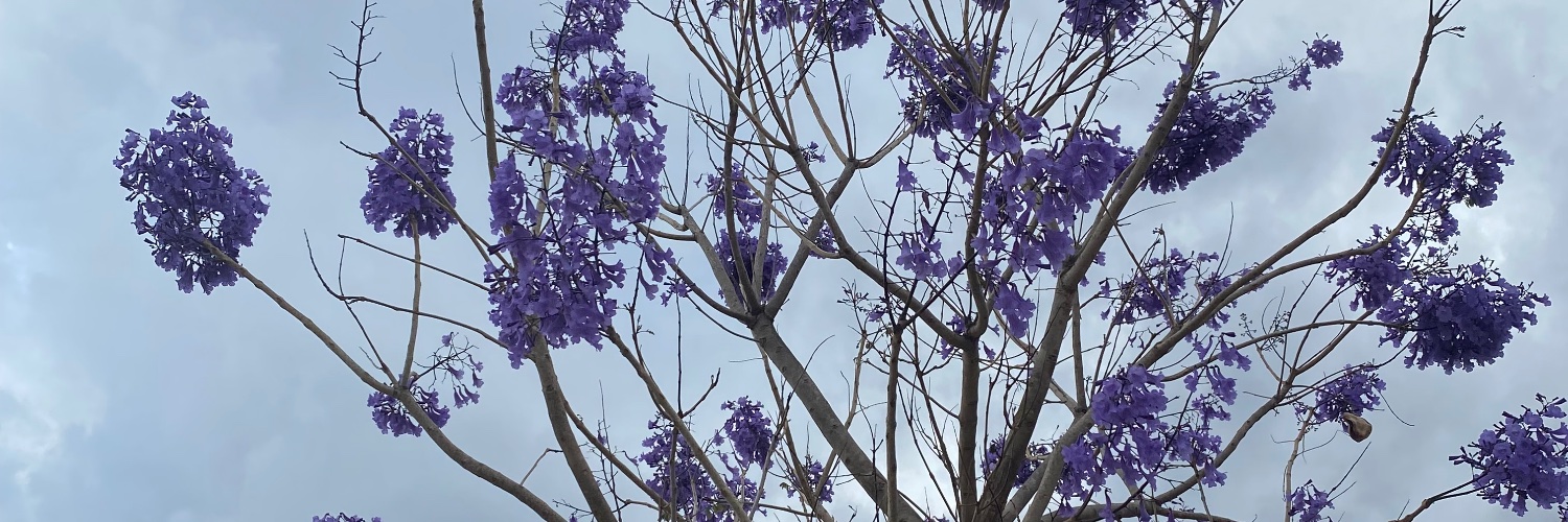 dvzwxz's profile banner image