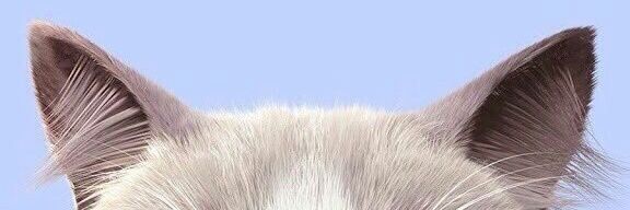 sepetism's profile banner image