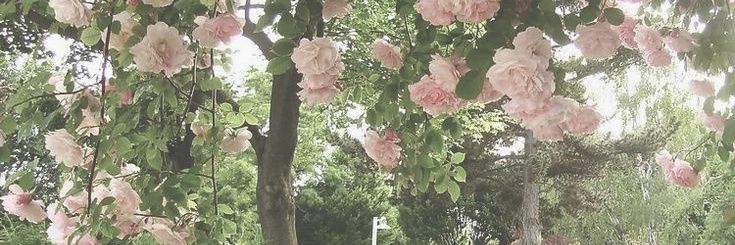 ไม่ตอบภายใน 1 วันทักซ้ำได้เลยค่ะ🙇🏻‍♀️💖 banner