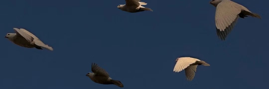 -Living-'s banner