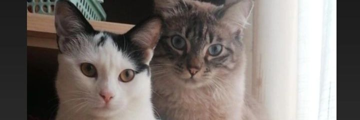 SniaIC's profile banner image