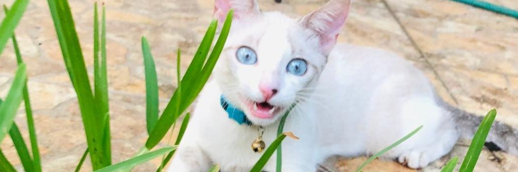honneyveil's profile banner image