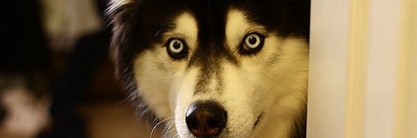 AlexNoschenko's profile banner image